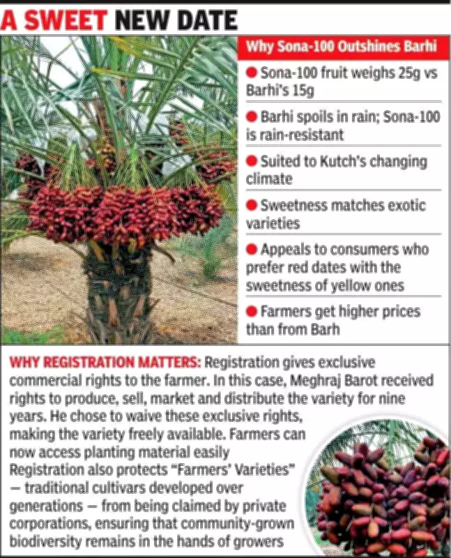 Kutch's Sona-100 Date Palm: A Climate-Resilient Breakthrough for Farmers