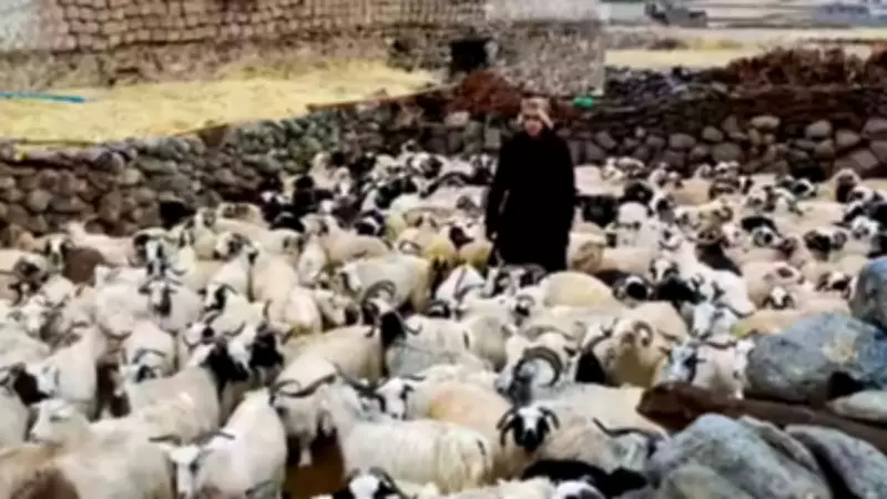 Ladakh Aims to Launch Changthang Pashmina in Global Luxury Market