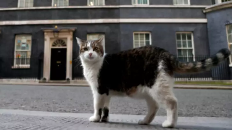 Larry the Cat Marks 15 Years as Britain's Chief Mouser, Outlasting Six Prime Ministers