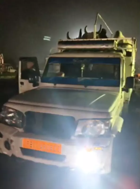 Late-Night Police Operation in Phagwara Intercepts Vehicles Transporting Cattle