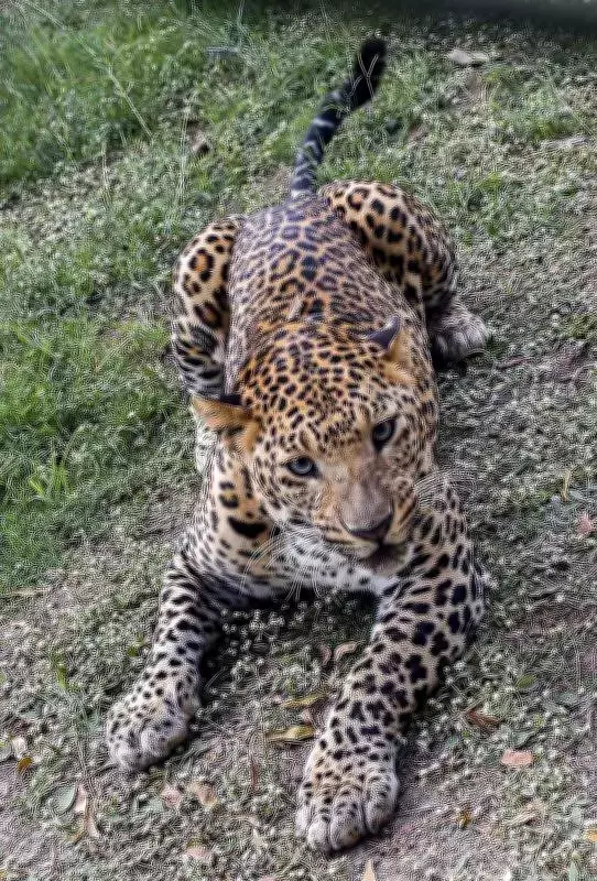 Leopard Attacks Surge in Gujarat's Narmada District: 14 Incidents, 4 Fatalities Reported