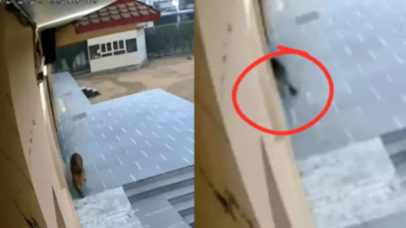 Leopard Enters Ghaziabad School, Exams Postponed as Forest Department Sets Trap