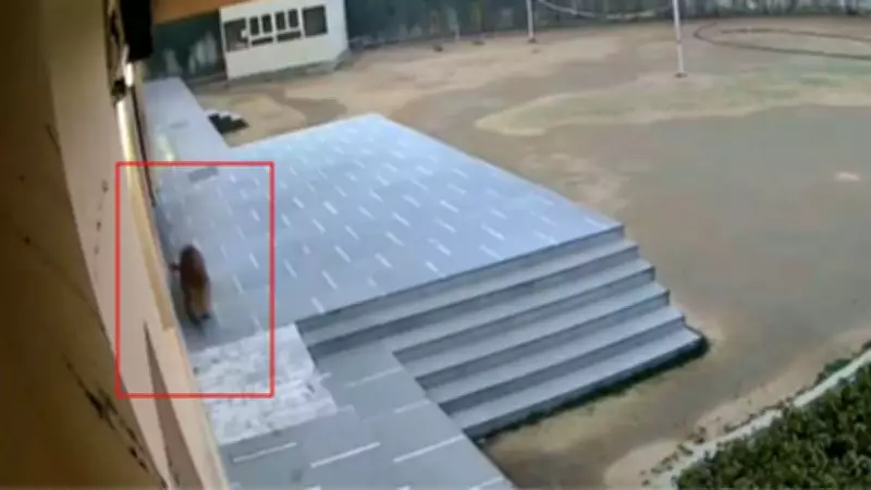 Leopard Intrusion Forces Ghaziabad School to Cancel Exams, Sparks Safety Concerns