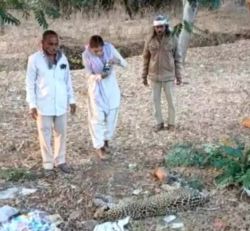 Leopard Killed in Highway Accident Near Vadodara, Forest Officials Cremate Carcass