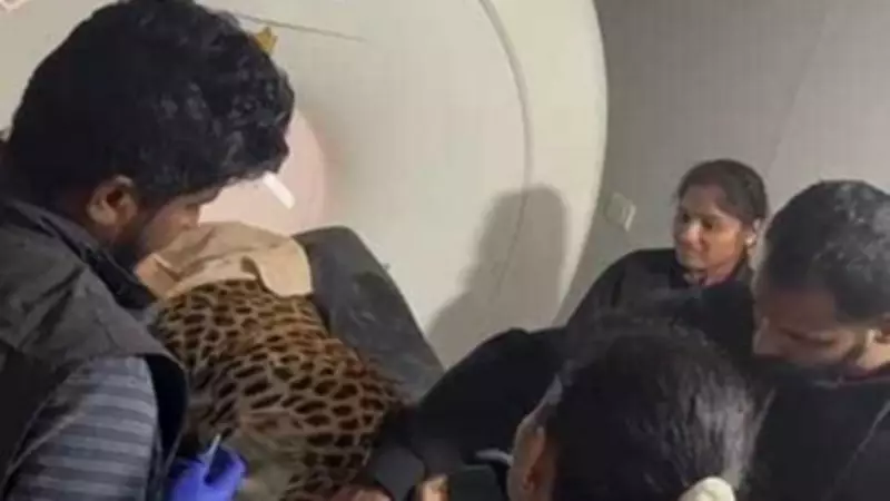 Leopard Receives MRI Scan at Shivamogga Hospital in Karnataka