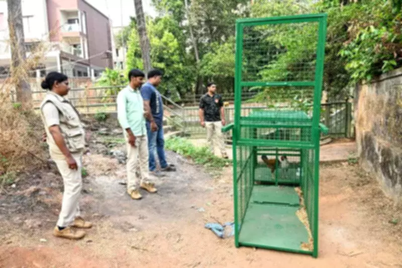 Leopard Sighting in Mangaluru's Kadri Area Prompts Forest Department Surveillance