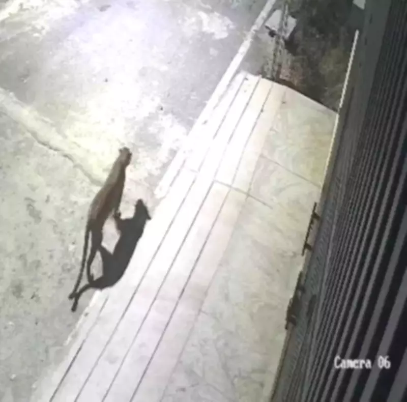 Leopard Sighting Sparks Panic in Bengaluru's Anjanapura, Forest Officials Investigate