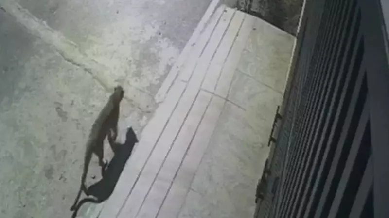 Leopard Spotted in Bengaluru's JP Nagar: CCTV Video Goes Viral, Sparks Panic