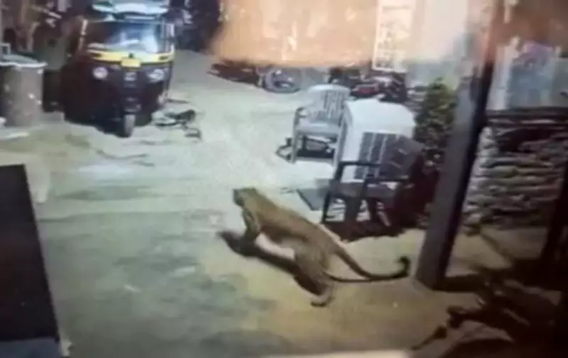 Leopard Spotted in Hampi's Residential Area, Sparks Fear Among Residents