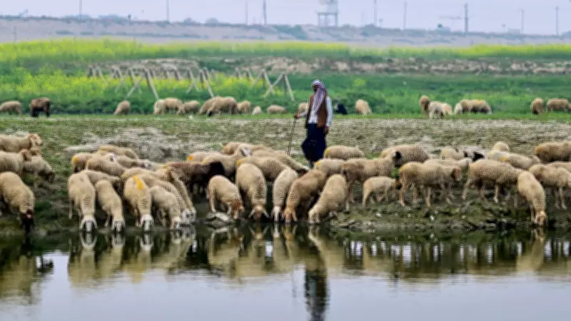 Lightning Strike Claims 55 Sheep & Goats in Solan, Himachal Pradesh