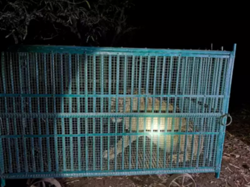 Lioness Attack in Gujarat: Woman Killed While Watering Mango Orchard in Amreli