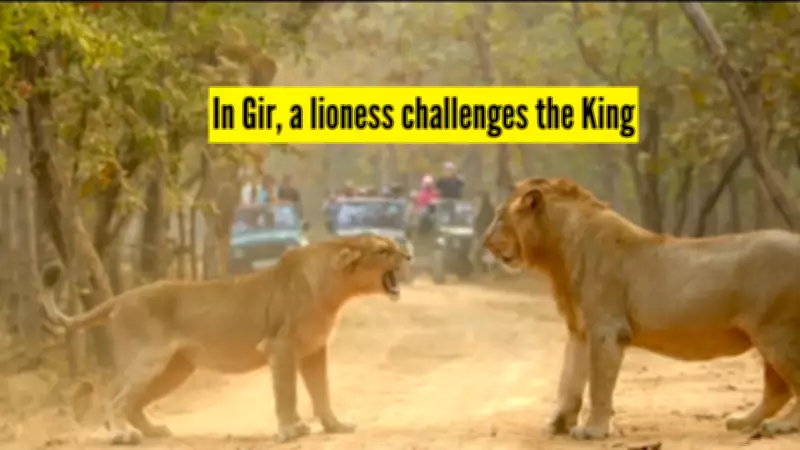 Lioness Defies Male Lion in Dramatic Gir National Park Face-Off, Video Goes Viral