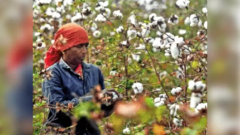 Lok Sabha Debates Cotton Import Surge and Farmer Distress, Karnataka MP Raises Alarm