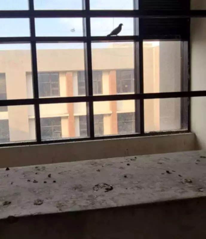 Ludhiana Residents Install Nets as Pigeon Menace Grows, Affects University Campus