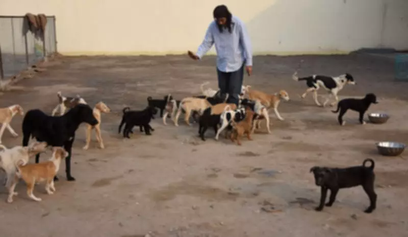 Ludhiana Vet Spends Rs 20 Lakh from Own Pocket to Build Dog Sanctuary