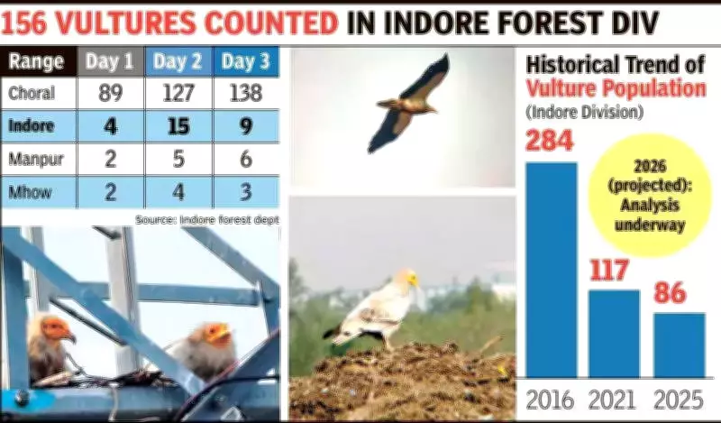 Madhya Pradesh Vulture Census Reveals Stark Contrast Between Thriving Sanctuaries and Urban Decline