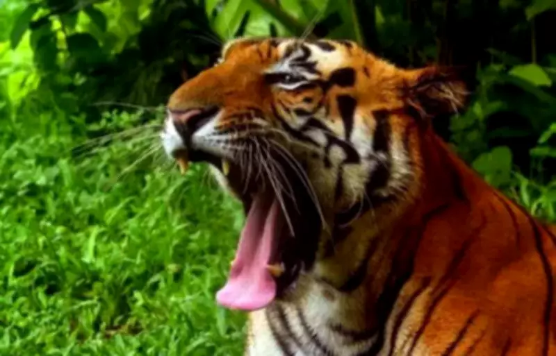 Maharashtra Assembly Clash Over Iron Ore Mining Near Tiger Reserve Corridor