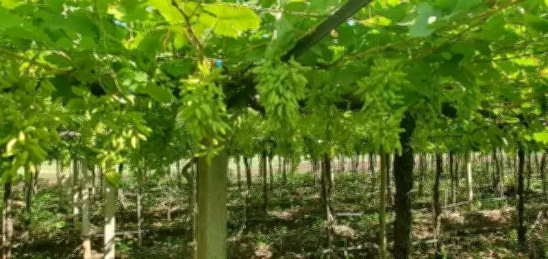 Maharashtra Grape Exports Face 28% Registration Drop Amid Unseasonal Rains