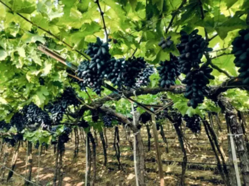 Maharashtra Grape Farmers Demand Strict Law Against Cheating Traders