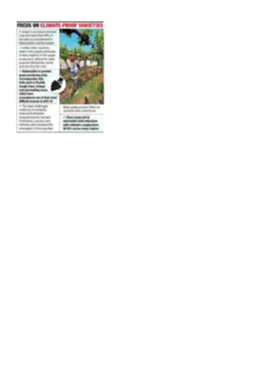 Maharashtra Grape Harvest Plummets 40-45% After Prolonged Monsoon Disrupts Vine Growth