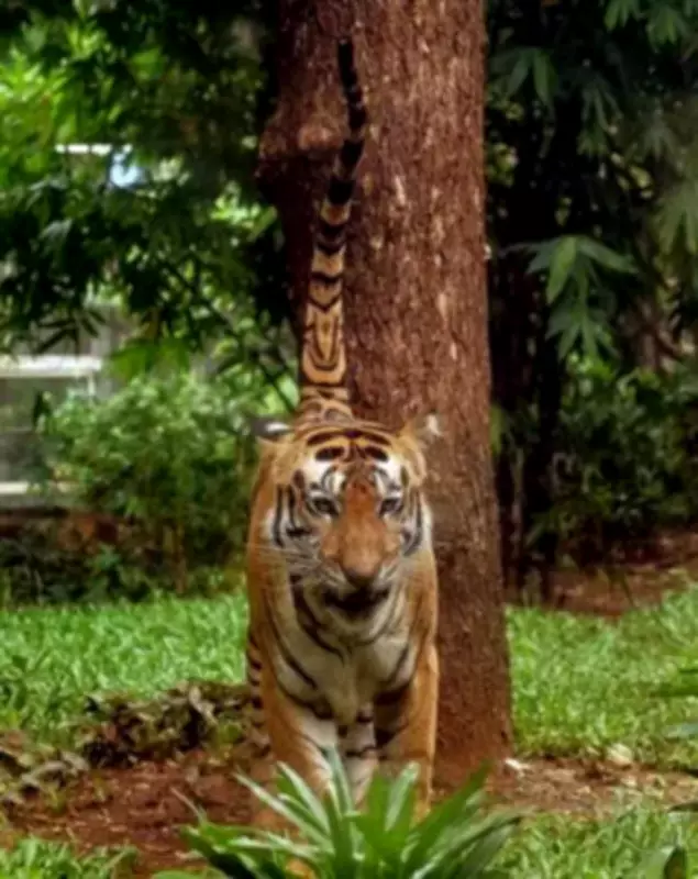 Maharashtra Reports 41 Tiger Deaths in 2023, Government Plans Underpasses for Safety