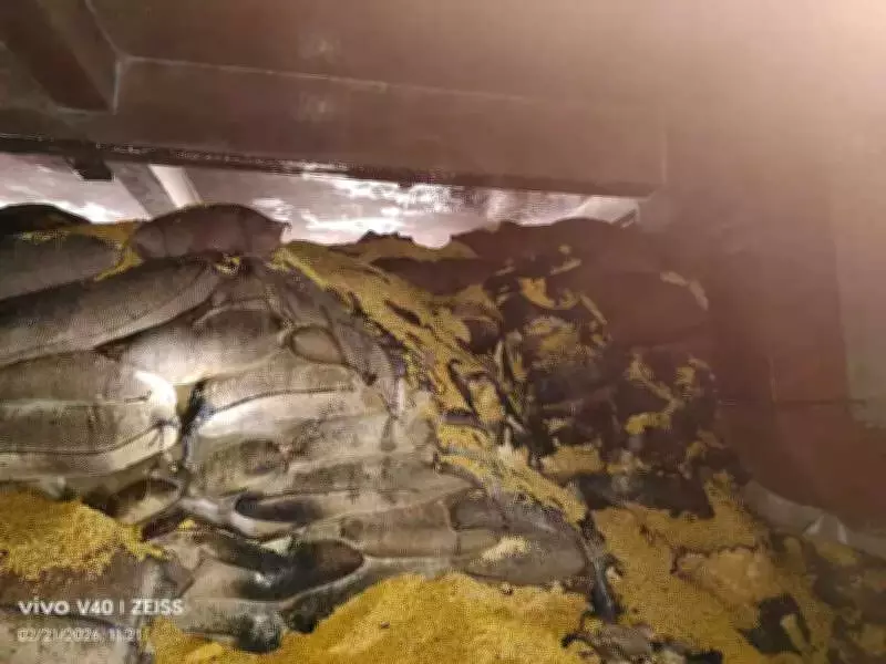 Major Fire at Nagpur Dal Factory Causes Rs 6 Crore Loss, No Casualties Reported