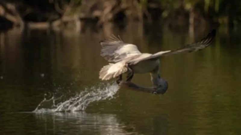 Mandya DC Cancels Registration of Homestays Near Ranganathittu Bird Sanctuary