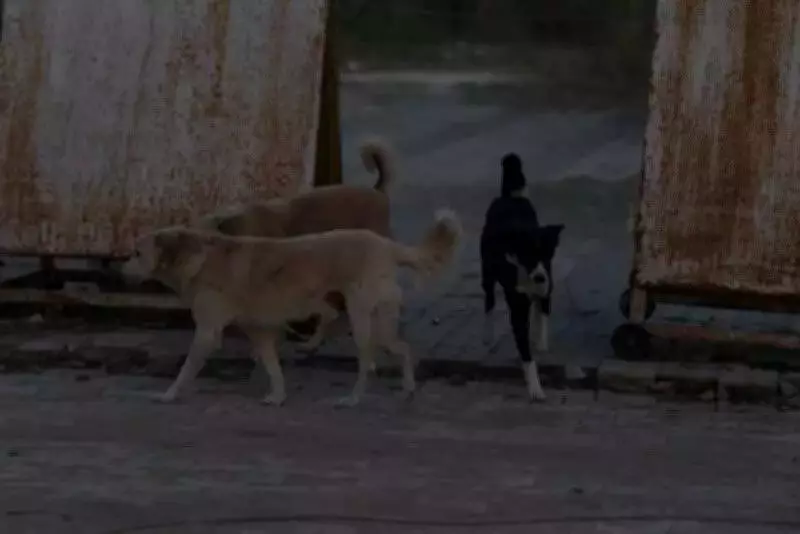 Mandya DC Orders Stray Dog Control Measures Following Supreme Court Directives