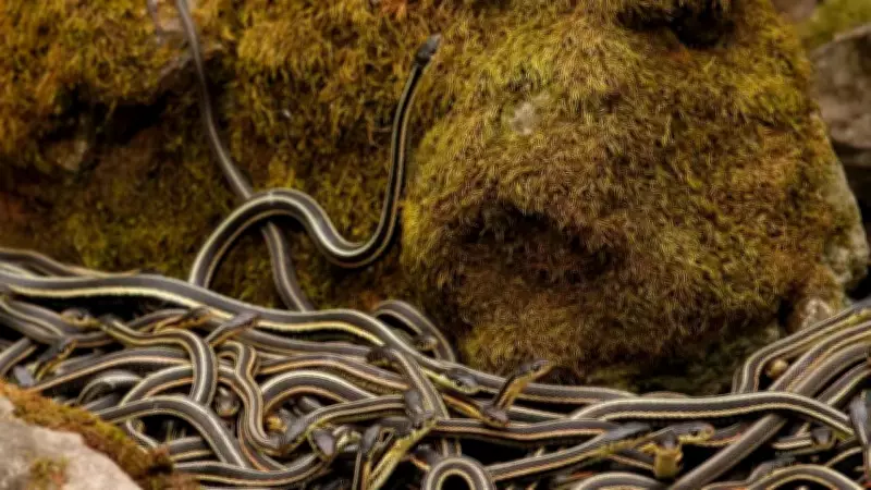 Manitoba's Narcisse Snake Dens: Winter Home to 100,000 Red-Sided Garter Snakes