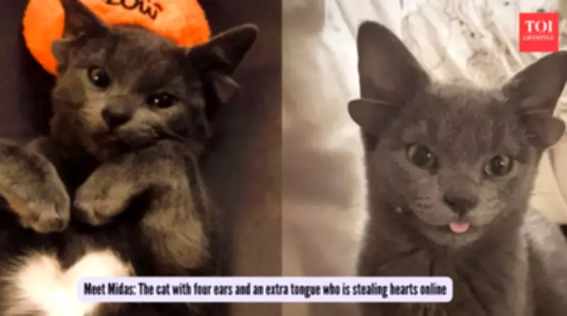 Meet Midas: The Four-Eared Kitten with an Extra Tongue Capturing Global Hearts