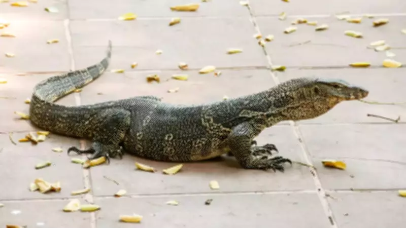 Monitor Lizards in Homes: Safety, Laws, and Safe Removal Guide