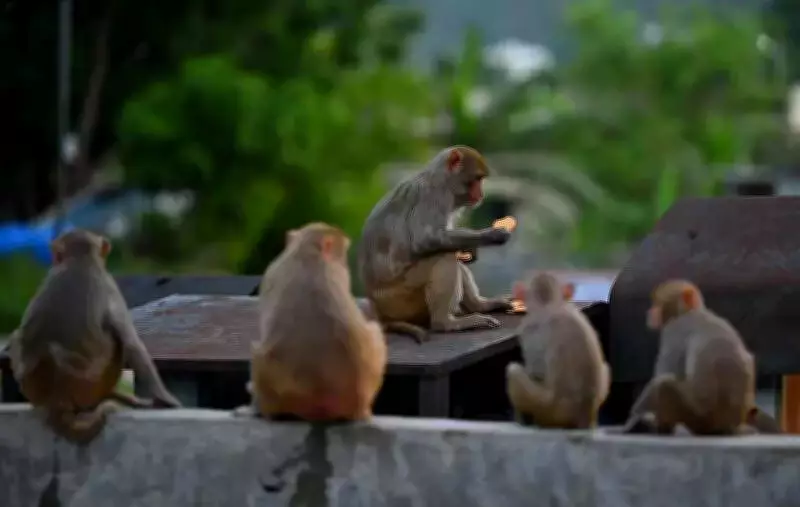 Monkey Menace at Karnatak University Injures PhD Scholar, Sparks Safety Concerns