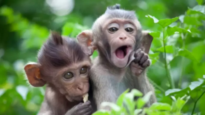 Monkeys Can Count: Research Reveals Surprising Numerical Abilities in Primates