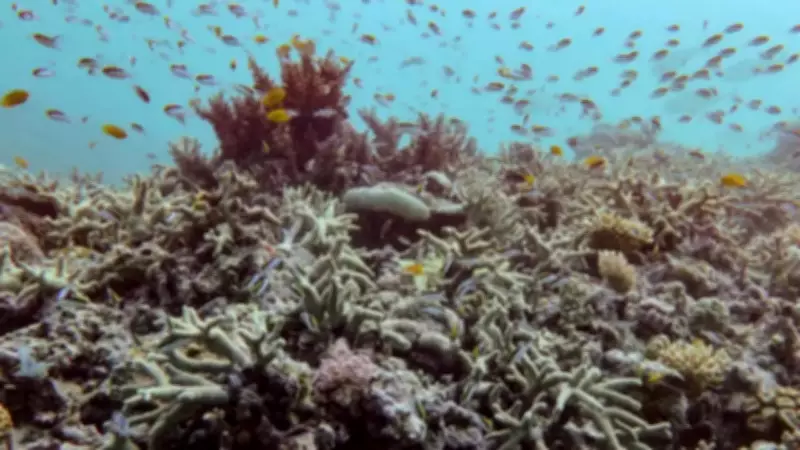 Mother-Daughter Duo Discovers World's Largest Coral Colony on Great Barrier Reef