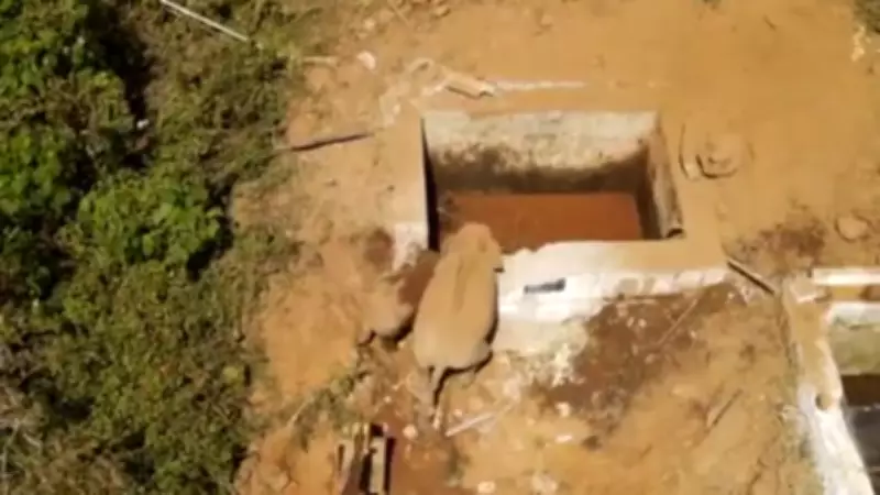 Mother Elephant Aids Forest Team in Dramatic Rescue of Calf from Water Tank