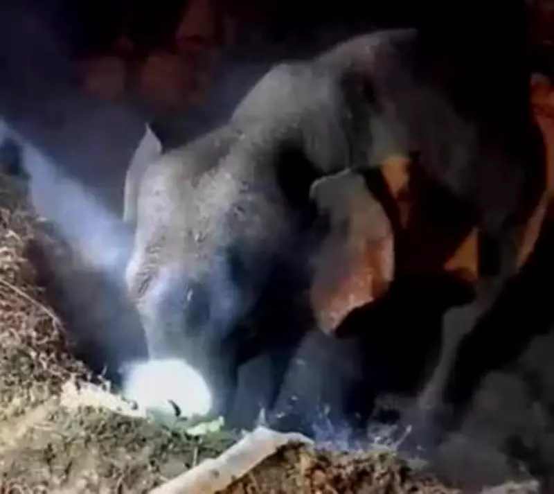 Mother Elephant's Vigil Leads to Dramatic Overnight Rescue of Calf from Well in Midnapore