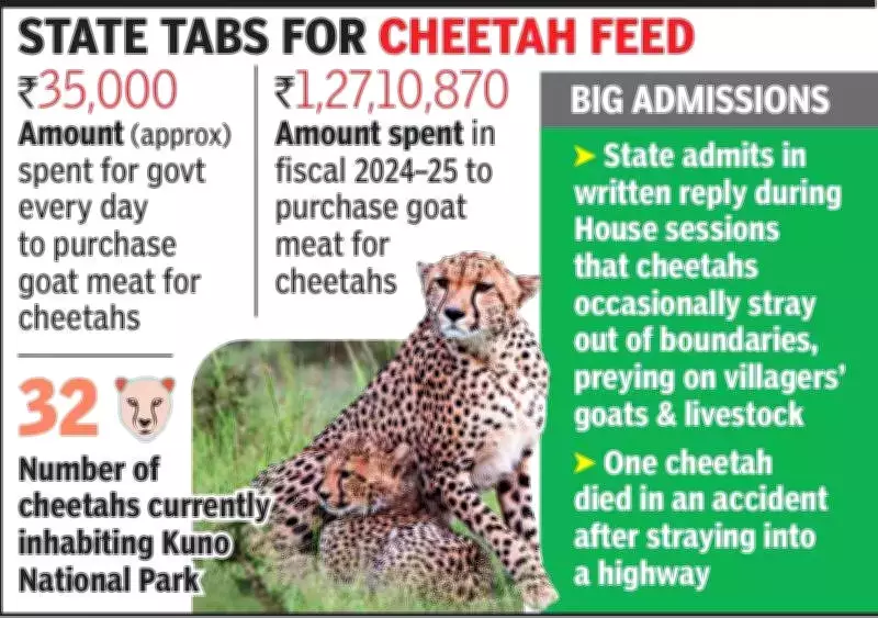 MP Government Spends Rs 35,000 Daily on Goat Meat for Kuno Cheetahs