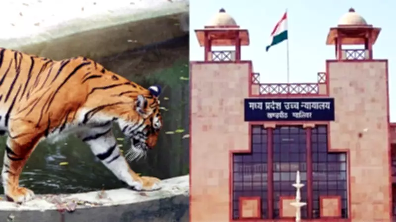 MP High Court Hears Report on Bandhavgarh Tiger Deaths: Electrocution Major Cause