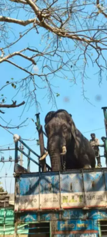 Mysuru Forest Department Rescues Rogue Tusker After Two-Month Havoc