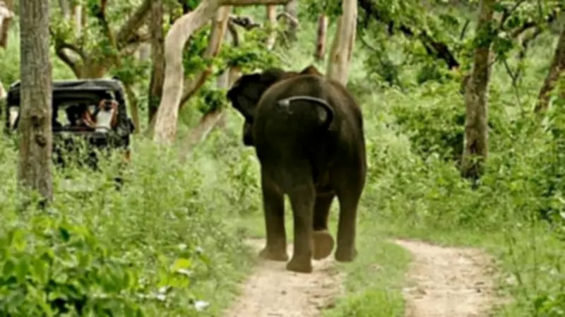 Mysuru Safari Resumes February 21 with New Vehicle Restrictions