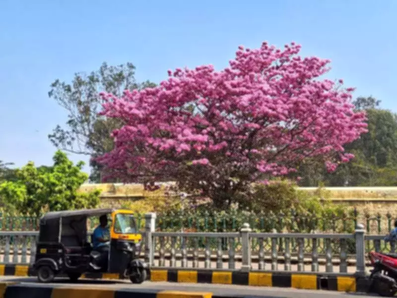 Mysuru Set to Revive Tree Protection Committee, Aims for State-Wide Model