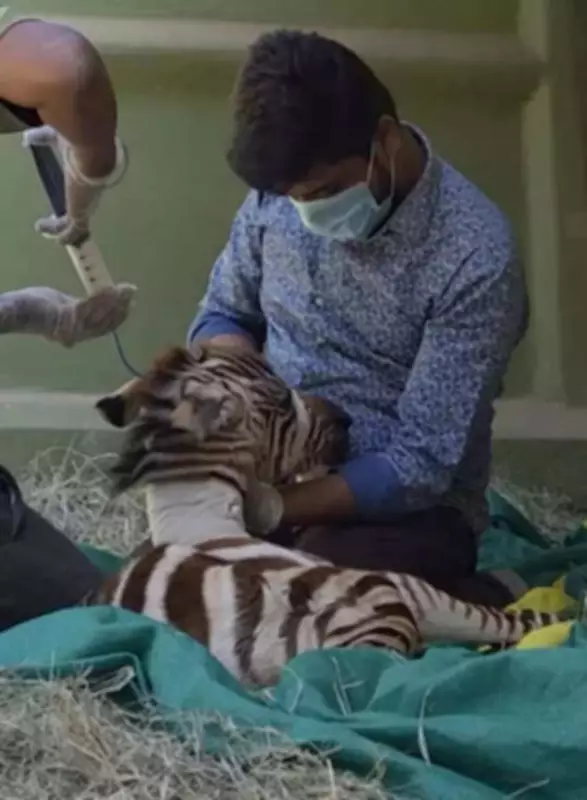 Mysuru Zoo Mourns Loss of Zebra Prachi After Giving Birth to Foal