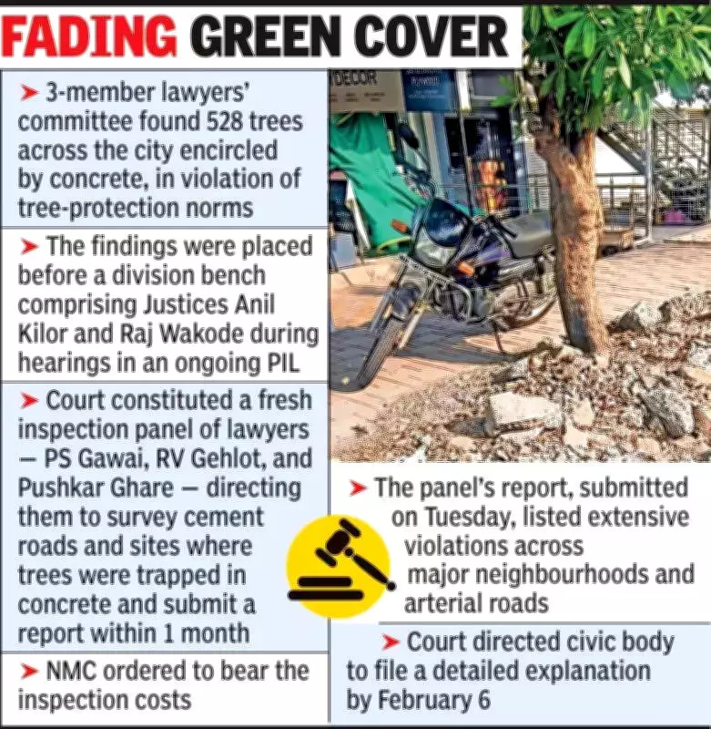 Nagpur HC Panel Finds 528 Trees Encased in Concrete, Violating Protection Norms