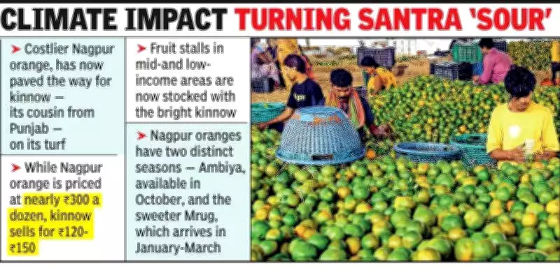 Nagpur Orange Prices Soar Due to Poor Crop, Kinnow Gains Market Share