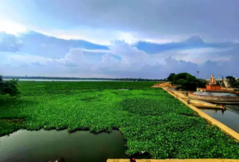 Nagpur's Ambazari Wetland Chokes on Water Hyacinth, Ecosystem at Brink
