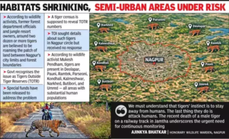 Nagpur's Urban Tiger Crisis: Over 20 Big Cats Roam City Periphery