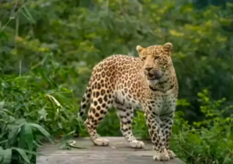 Nainital Woman Killed in Suspected Big Cat Attack, Fourth Fatality in Two Months