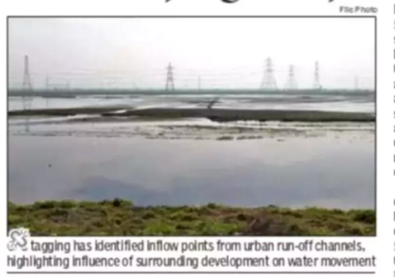 Najafgarh Jheel Ecological Crisis: Disrupted Drainage, Encroachment Threaten Wetland