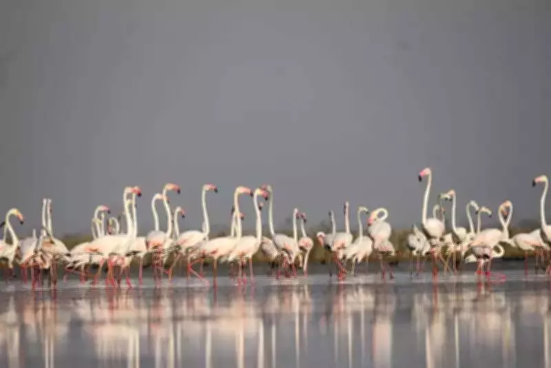 Nalsarovar Bird Sanctuary Sees 21% Surge in Bird Population Amid Reduced Tourism