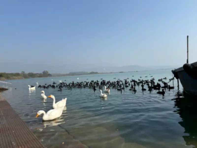Nangal Wetlands: A Serene Winter Haven for Migratory Birds